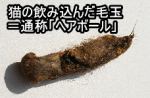 自分の毛を大量に飲み込んでしまうと、毛球症という病気を発症することがあるので注意が必要