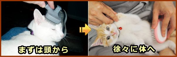 猫をブラッシングするときは、比較的嫌がらない頭部や背中から開始し、徐々に腹部に向けて行いましょう。