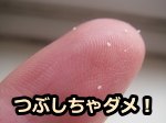 ノミ取りコームで万が一のみを発見しても、つぶしちゃダメ!