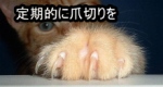 猫の爪は飼い主が定期的にチェックしてカットしてあげる必要があります。