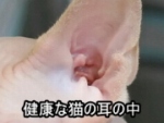 猫の耳の中を定期的にチェックし、汚れがたまっていないかどうか確認しましょう。