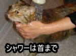 猫にシャワーをかけて体をすすぐときは、顔を避けて上から下へ。