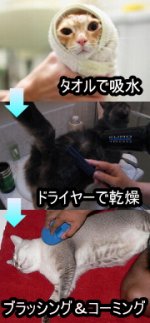 吸水性の高いタオルやキッチンペーパー、およびドライヤーを併用して猫の被毛を乾かします。