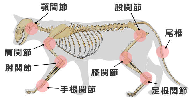 猫の変形性関節症好発部位～体重のかかる肘・膝・股関節が危険地帯