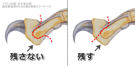 猫の抜爪術における切断面の模式図