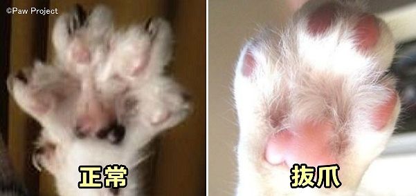 抜爪術を施された猫は指先を自力で伸ばせなくなる