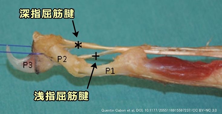 猫の深指屈筋腱と浅指屈筋腱の位置関係