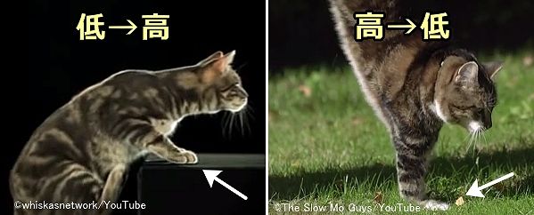 猫は歩行、走行、着地時全てにおいて前足を頻繁に用いる