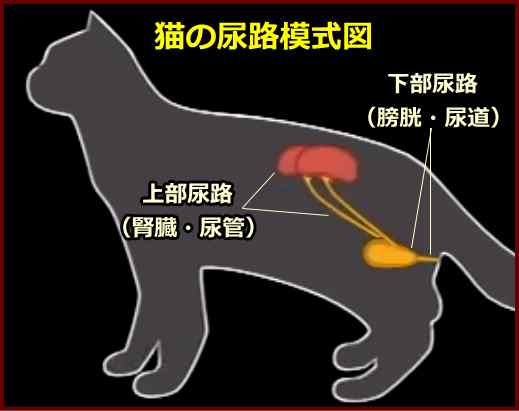 猫の腎臓と尿路の解剖模式図