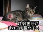 ワクチン注射した部分が、まれに肉腫化することもあります。