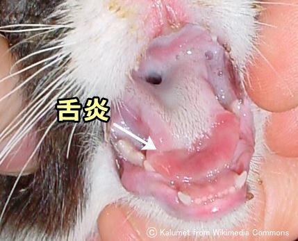 猫カリシウイルス感染症に伴う舌炎
