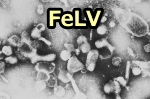 猫白血病ウイルス(FeLV)の顕微鏡写真