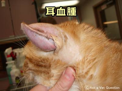 猫の耳血腫～血液成分が貯留し、ふくらんだ耳介が視認できる