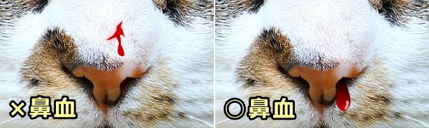 猫の鼻の外側における出血と鼻血の違い