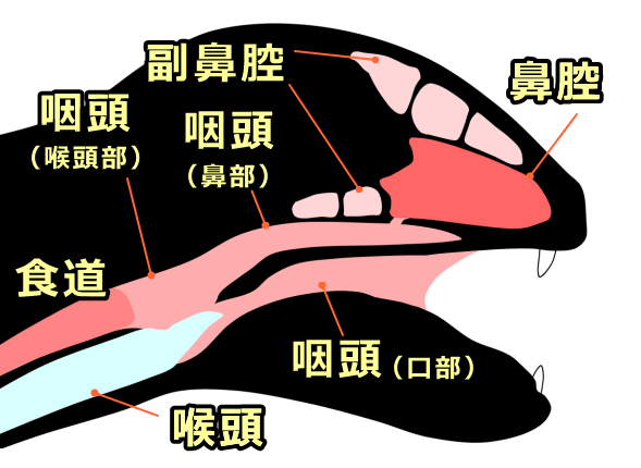 http://www.konekono-heya.com/byouki/kankakuki/nose/images/nasal-cavity.png