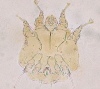 ネコセンコウヒゼンダニ（notoedres cati）