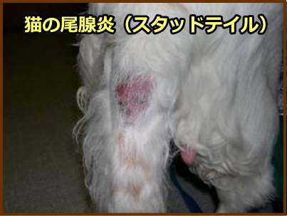 猫の尾腺炎(スタッドテイル)