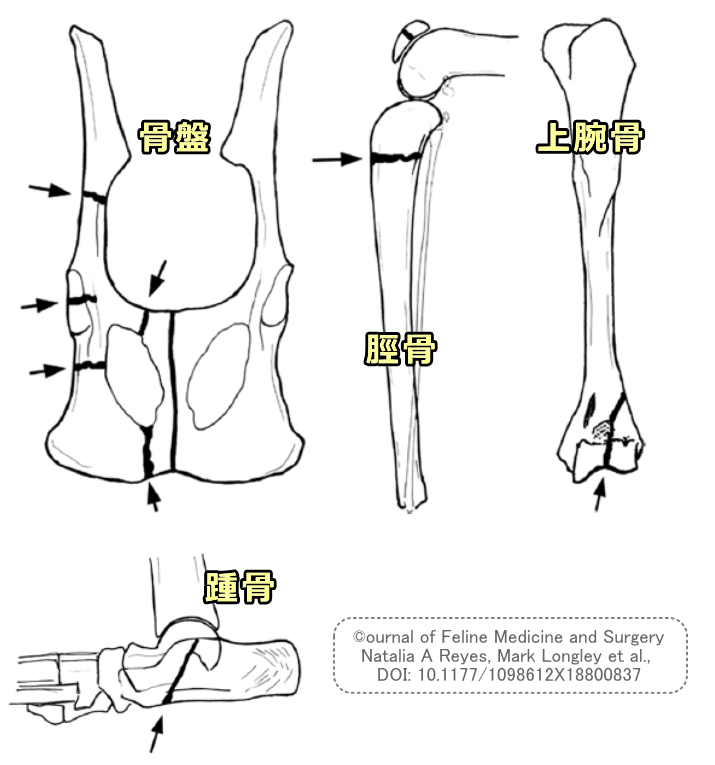膝歯症候群の猫で典型的に見られる膝蓋骨以外の骨折部位一覧