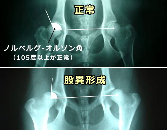 猫の正常な股関節と形成不全を起こした股関節の、レントゲン写真比較