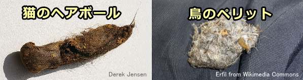 猫の吐き出したヘアボールと鳥の吐き出したペリットの比較