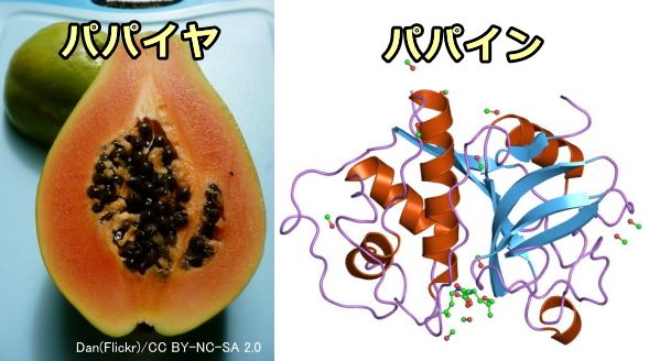 パパイヤの果実と中に含まれるタンパク質分解酵素パパインの分子構造図
