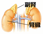 腎臓と副腎の位置関係