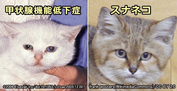 先天性甲状腺機能低下症の猫の顔つきはスナネコにそっくり