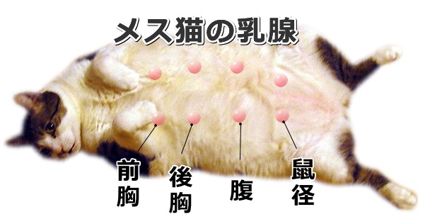 メス猫の乳腺の位置
