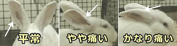 ウサギの表情と痛みの度合いを体系化した「ウサギのしかめ面スケール」（RGS）