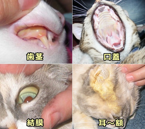 猫の眼球結膜と歯茎に出現した黄疸の外観