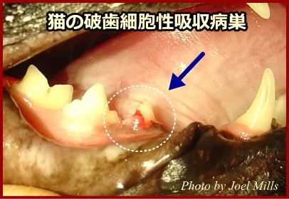 猫の破歯細胞性吸収病巣～歯の根元がピンクに変色し、侵食されているのが見て取れる