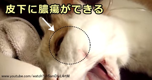 歯槽骨に穴が開いて膿が漏れ出し、眼窩下の皮膚が盛り上がった猫