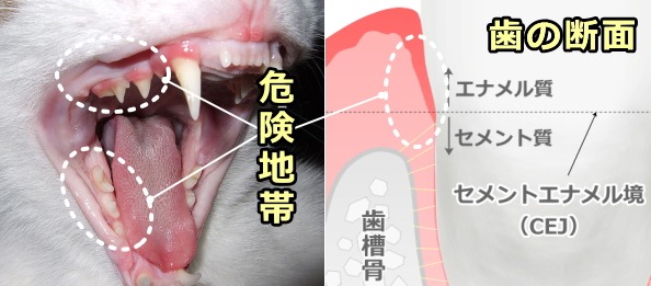 猫の歯の中で歯根吸収が起こりやすい危険地帯