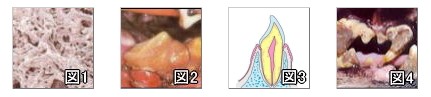 猫の歯周病の用語解説・補足資料