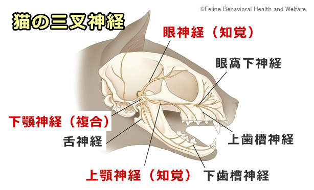 猫の三叉神経～眼神経・上顎神経・下顎神経の走行模式図
