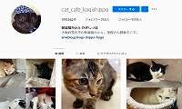 保護猫カフェかぎしっぽ・Instagram