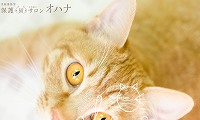 保護猫サロンオハナ・ホームページ