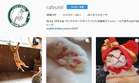 保護猫カフェウリエル・Instagram