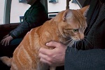 猫のボブはジェームズさんとともに73番バスの窓際の席を好んだ
