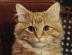 図書館猫デューイの顔アップ写真