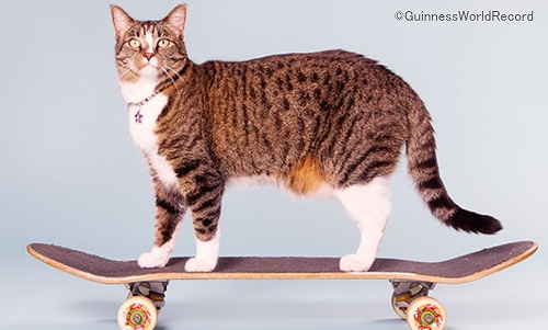 スケートボードに乗る猫のディジャ