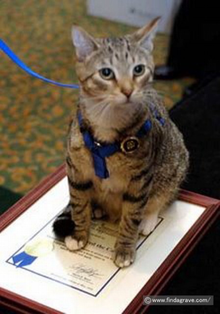 おとり捜査の功績を称えられ、賞状を授与される猫のフレッド