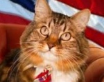 動物に絡んだ問題への意識を高めるため、ハンクのように猫が選挙に立候補することは良くある