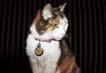 マージパンは非公式ながら、アスターシアターのマスコット猫としての地位を確立した