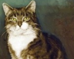 エリジャンハイツ小学校のマスコット猫・ルームエイトの顔アップ写真