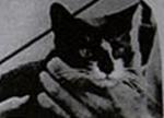 イギリス海軍スループ艦アメジストの船猫として活躍したサイモン