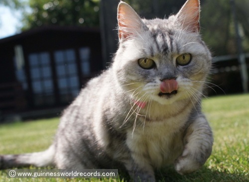 芝生の上で舌をチョロッと出している猫のスモーキー