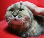 成猫と触れ合うことは、人間と猫、双方に対してよい効果をもたらす。