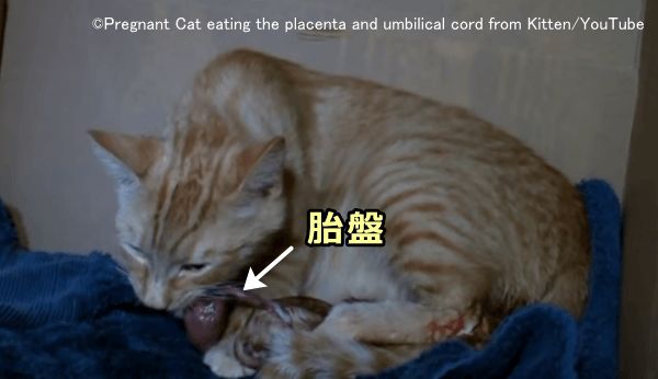 後産期のメス猫は、娩出した胎盤を食べてしまう