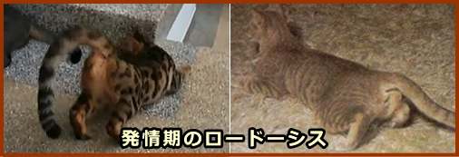 発情期のメス猫に見られるロードーシス（脊柱前彎）姿勢